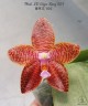 Phal. LD Giga King '801' 2.5''