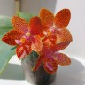 Phal. LD Giga King '801' 2.5''