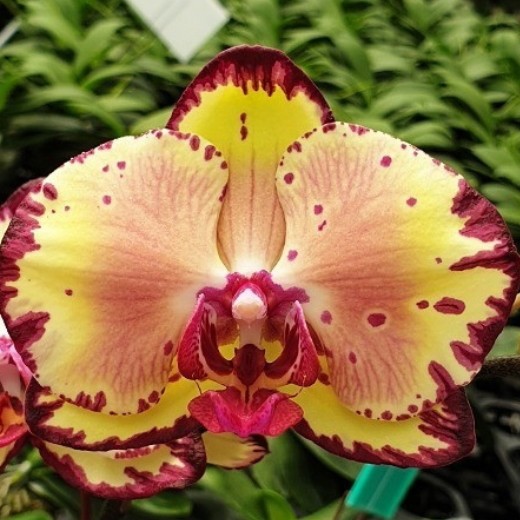 Phal. Miki Crown '16' SM/TOGA 2.5''  УЦЕНКА (мех. повр. листиков)