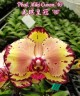 Phal. Miki Crown '16' SM/TOGA 2.5''  УЦЕНКА (мех. повр. листиков)