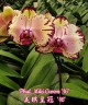 Phal. Miki Crown '16' SM/TOGA 2.5''  УЦЕНКА (мех. повр. листиков)