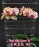 Phal. Miki Crown '16' SM/TOGA 2.5''  УЦЕНКА (мех. повр. листиков)