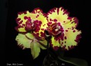 Phal. Miki Crown '16' SM/TOGA 2.5''  УЦЕНКА (мех. повр. листиков)