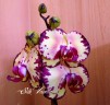 Phal. Miki Crown '16' SM/TOGA 2.5''  УЦЕНКА (мех. повр. листиков)