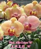 Phal. Miki Crown '16' SM/TOGA 2.5''  УЦЕНКА (мех. повр. листиков)