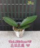 Phal. Miki Crown '16' SM/TOGA 2.5''  УЦЕНКА (мех. повр. листиков)