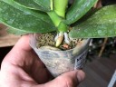 Phal. Miki Crown '16' SM/TOGA 2.5''  УЦЕНКА (мех. повр. листиков)