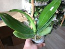 Phal. Miki Crown '16' SM/TOGA 2.5''  УЦЕНКА (мех. повр. листиков)