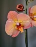 Phal. Charming Flamingo 2.5''