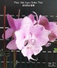 Phal. Miki Super Robin 'Pink' 2.5''