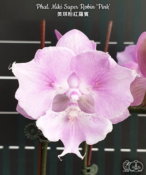 Phal. Miki Super Robin 'Pink' 2.5''
