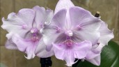Phal. Miki Super Robin 'Pink' 2.5''