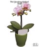 Phal. Younghome Godspeed 2.5"