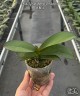 Phal. Younghome Godspeed 2.5"