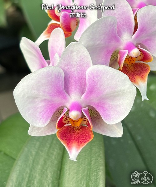 Phal. Younghome Godspeed 2.5"
