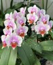 Phal. Younghome Godspeed 2.5"