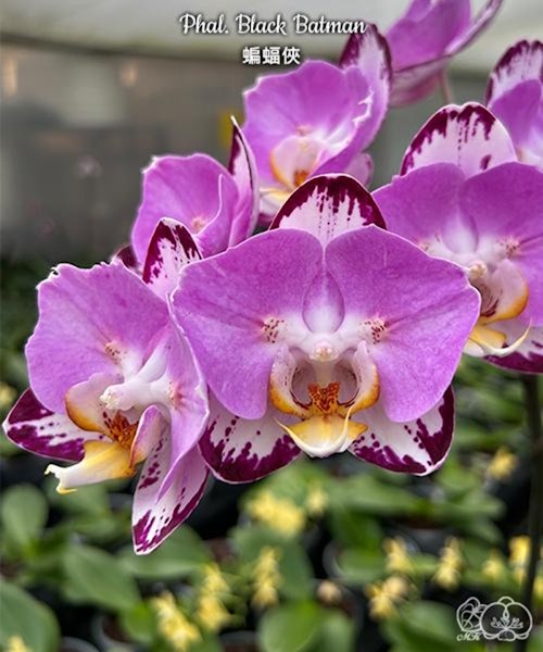 Phal. Black Batman 2.5'' УЦЕНКА (нет нижн. лист.)