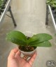 Phal. Black Batman 2.5'' УЦЕНКА (нет нижн. лист.)