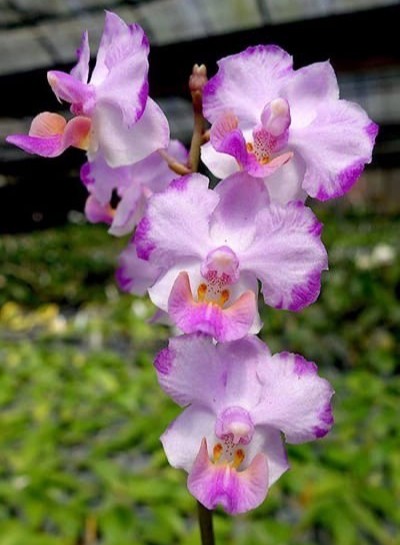 Phal. Memoria Val Rettig 'Splash' 2.5''