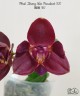 Phal. Zheng Min Parakeet 'ES' 2.5'