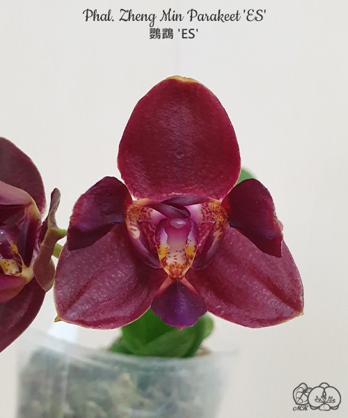 Phal. Zheng Min Parakeet 'ES' 2.5'