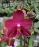 Phal. Zheng Min Parakeet 'ES' 2.5'