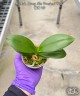 Phal. Zheng Min Parakeet 'ES' 2.5'