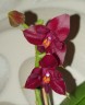 Phal. Zheng Min Parakeet 'ES' 2.5'