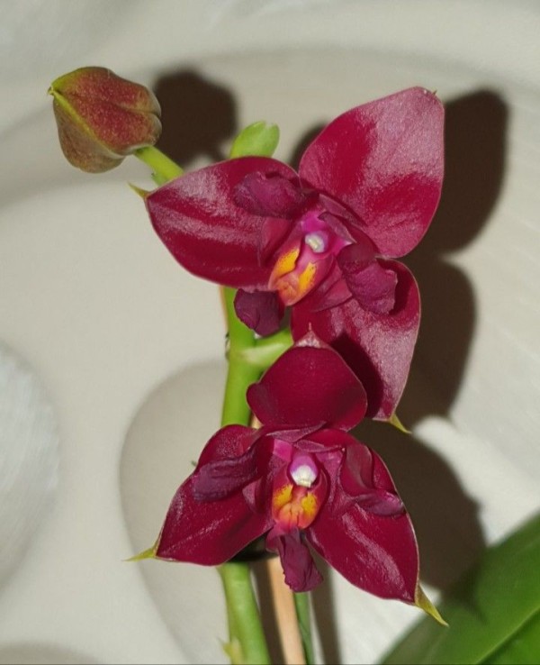Phal. Zheng Min Parakeet 'ES' 2.5'