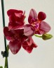 Phal. Zheng Min Parakeet 'ES' 2.5'