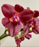 Phal. Zheng Min Parakeet 'ES' 2.5'
