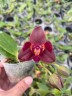 Phal. Zheng Min Parakeet 'ES' 2.5'