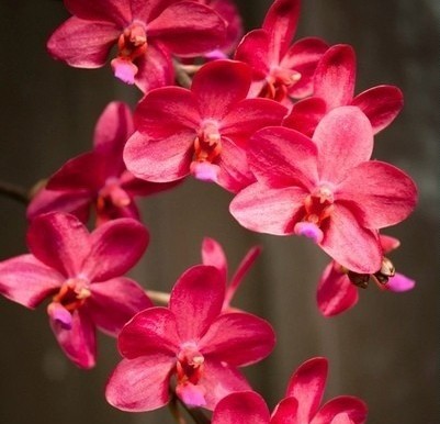 Phal. Buddha's Treasure 2.5"