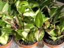 Hoya carnoza tricolor (Ø 9 см)