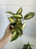 Hoya carnoza tricolor (Ø 9 см)