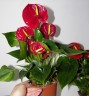 Anthurium andreanum 'Success Red' Ø 12 см