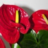 Anthurium andreanum 'Success Red' Ø 12 см