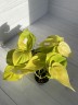 Philodendron Neon Ø 6 см
