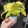 Philodendron Neon Ø 6 см