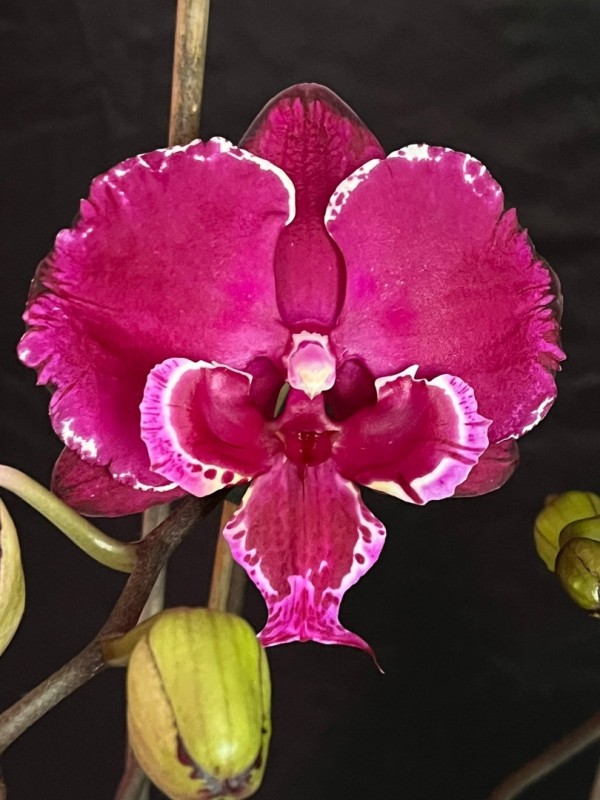 Phal. Allura Dracarys 2.5''