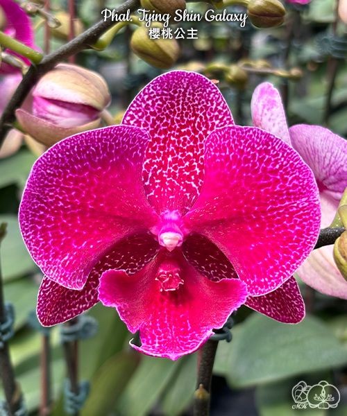 Phal. Tying Shin Galaxy 2.5''