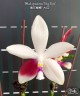 Phal. speciosa 'Big Red' 2.5''
