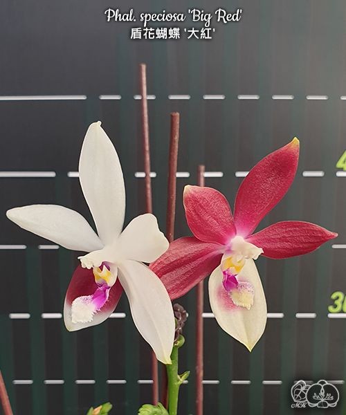 Phal. speciosa 'Big Red' 2.5''