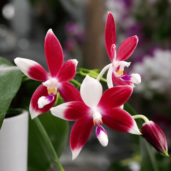 Phal. speciosa 'Big Red' 2.5''