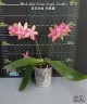 Phal. Miki Venus Angdi 'Seattle' 2.5''
