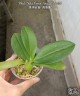 Phal. Miki Venus Angdi 'Seattle' 2.5''