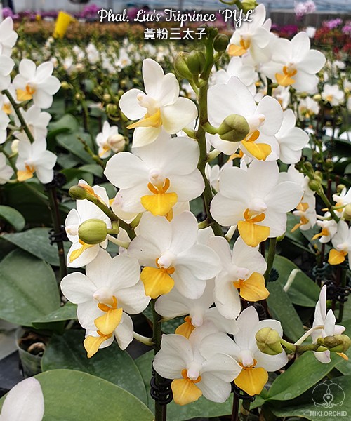 Phal. Liu's Triprince 'PYL' 2.5'' УЦЕНКА (мех.пов.листиков)