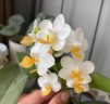 Phal. Liu's Triprince 'PYL' 2.5'' УЦЕНКА (мех.пов.листиков)