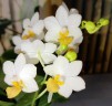 Phal. Liu's Triprince 'PYL' 2.5'' УЦЕНКА (мех.пов.листиков)