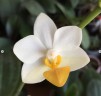 Phal. Liu's Triprince 'PYL' 2.5'' УЦЕНКА (мех.пов.листиков)